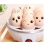 Egg Cooker Automatic Power Off Home Small 1-person Multi-Functional Steamed Egg Custard Boiled Egg Machine Breakfast Artifact